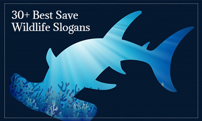 30+ Best Save Wildlife Slogans