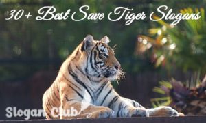 30+ Best Save Tiger Slogans