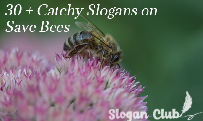 30 + Catchy Slogans on Save Bees