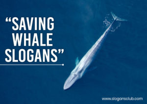 20+ Best Save Whale Slogans